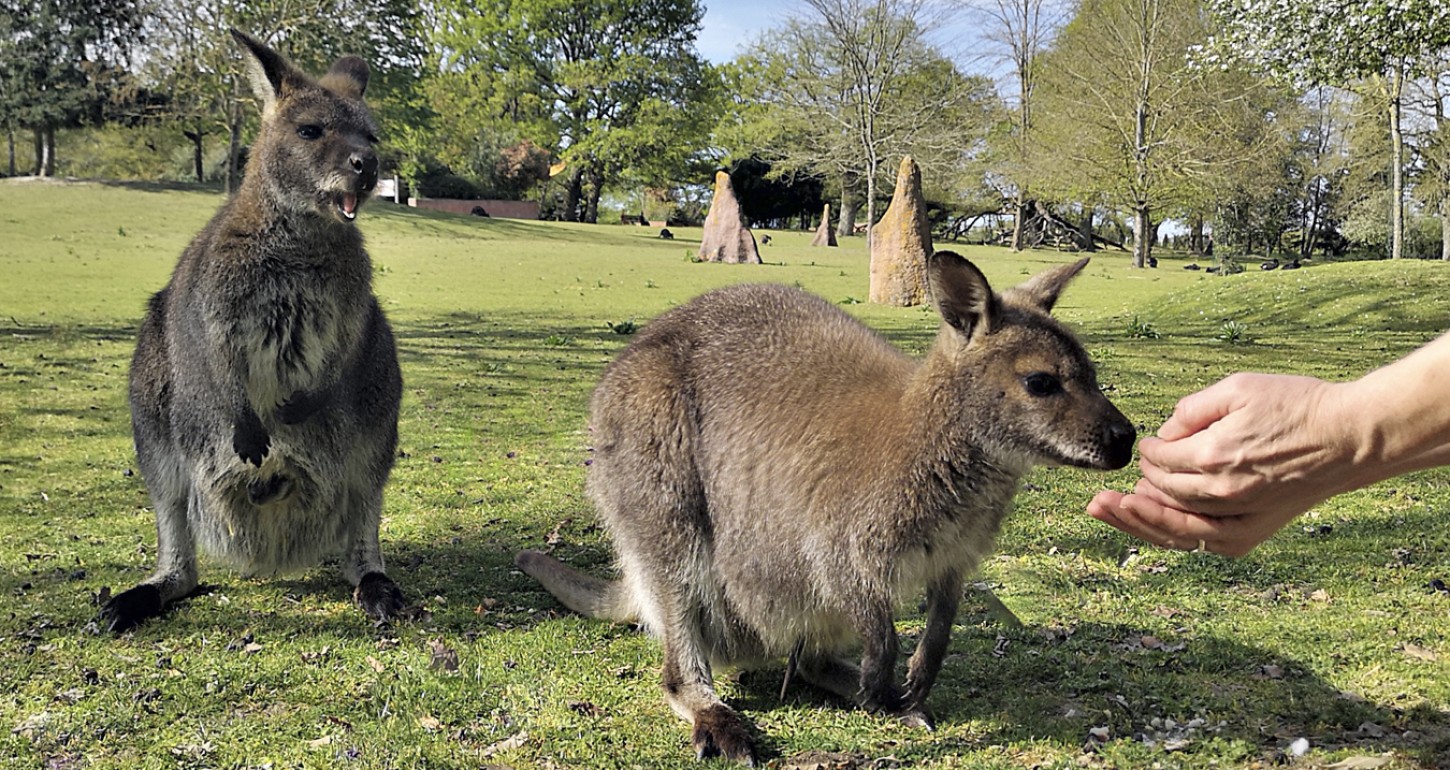 Le Jardin des Kangourous